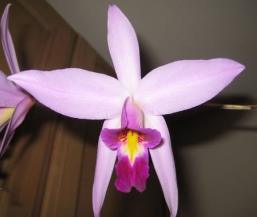 How infinitely elegant! When this one blooms, it blooms high in the air, on a long orchid spike, and keeps us posted on what is going on in the Orchid World Down Under.