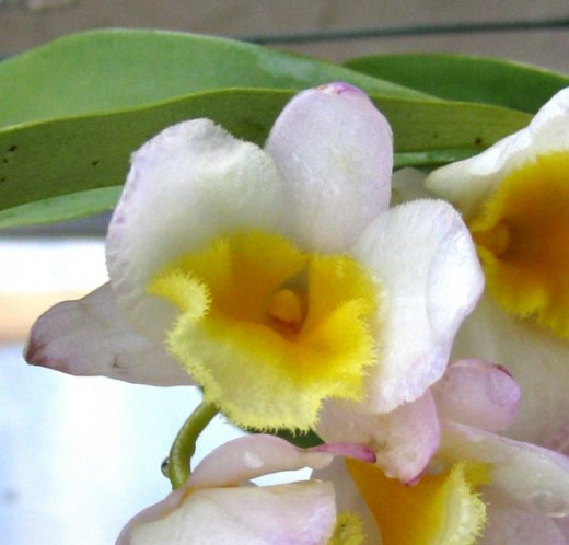 Slightly damaged on the tip of his petals, but still one of the sweetest Orchids ever.