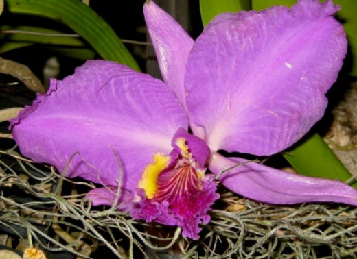 "Lazin' on a Sunny Afternoon.." This L-A-Z-Y Orchid just won't get up - for ANYTHING! We have cajoled, humored, teased, and provoked him - no go. He "shore" is "purty", but lazy as the day is long!