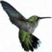 flit profile image