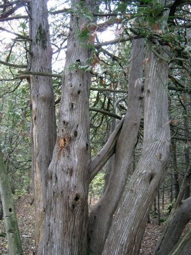 Cedar trees with woodpecker holes.