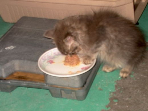 The first few days were the hardest. He was so hungry. We fed him special food high in calories, nutrients, and water.