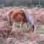 New Forest Ponies New Forest Ponies
