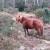 New Forest Ponies New Forest Ponies