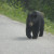 We met this one coming into the Miette Hot Springs area just passed the Sulphur Creek Bridge. It is important to not feed the wild life. They get accustomed to being near people and that makes it dangerous for both animal and human alike. We met this one coming into the Miette Hot Springs area just passed the Sulphur Creek Bridge. It is important to not feed the wild life. They get accustomed to being near people and that makes it dangerous for both animal and human alike.