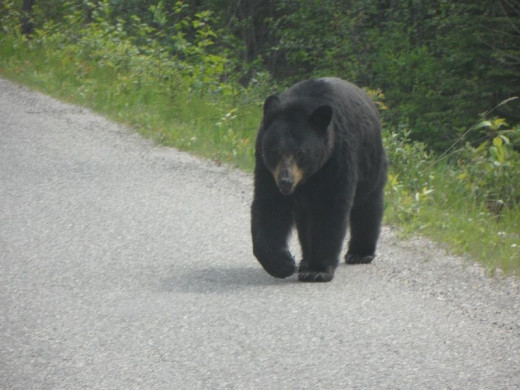 We met this one coming into the Miette Hot Springs area just passed the Sulphur Creek Bridge. It is important to not feed the wild life. They get accustomed to being near people and that makes it dangerous for both animal and human alike.