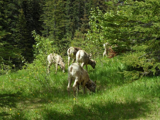 These Bighorn sheep were here before us. It is we humans that are invading their territory. Be kind and don't feed them They live just fine on grazing the wild areas.