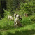 Bighorn Sheep doing what they are supposed to be doing Bighorn Sheep doing what they are supposed to be doing