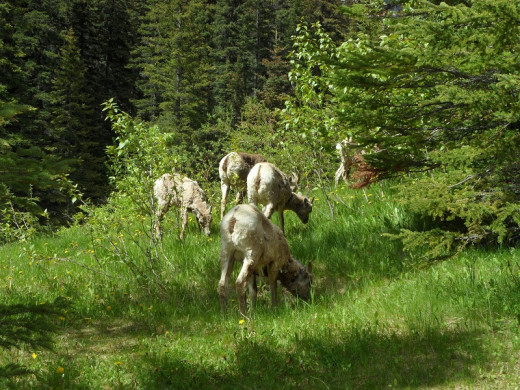 Bighorn Sheep doing what they are supposed to be doing