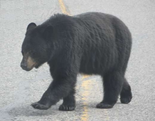 Don't Feed The Bears.... or any of the wild life you see on the road side. It just encourages them to be down on the highway and increases the chance of them getting hit in traffic