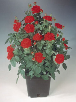 sunblaze miniature roses sunblaze miniature roses