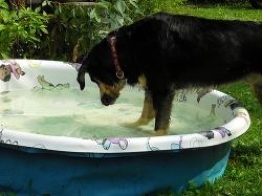 hard plastic dog pools