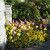 Tulips are tucked into a small plot along Government Street in front of the Empress Hotel. Tulips are tucked into a small plot along Government Street in front of the Empress Hotel.