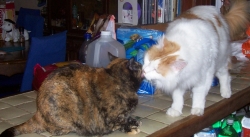 Patches Cleaning Cindy