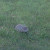 One of the groundhogs that invaded my garden