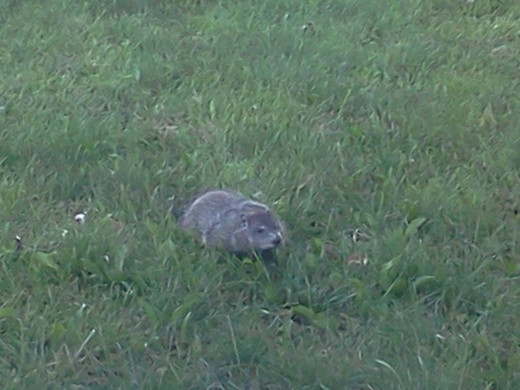 One of the groundhogs that invaded my garden