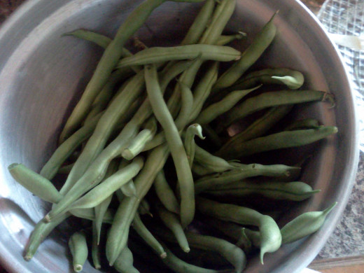 Bean harvest 7/28/13