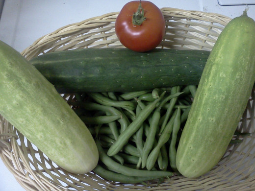 Beans, cucumbers, and single tomato harvest 8/11/13