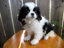 Young Japanese Chin