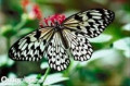Worlds Most Beautiful Butterflies and How to Attract Butterflies To Your Garden