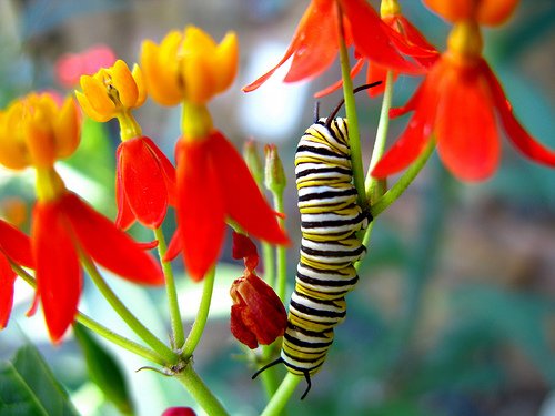 Monarch Caterpillar on Butterflyweed. Photo by OakleyOriginals.