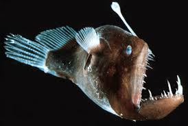 Angler fish