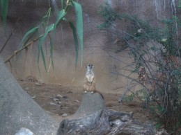 Hangin' with Sylvestermouse and Her Favorite Animals