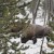 Wildlife! Wildlife!
