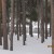 Pristine Forest Pristine Forest