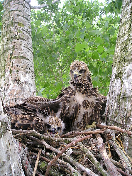 Two nestlings of Red Kite