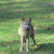 Gray Wolf ~ Teton Trek at the Memphis Zoo Gray Wolf ~ Teton Trek at the Memphis Zoo