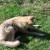 Gray Wolf ~ Teton Trek at the Memphis Zoo Gray Wolf ~ Teton Trek at the Memphis Zoo