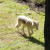 Gray Wolf ~ Teton Trek at the Memphis Zoo Gray Wolf ~ Teton Trek at the Memphis Zoo