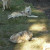 Gray Wolves ~ Teton Trek at the Memphis Zoo Gray Wolves ~ Teton Trek at the Memphis Zoo