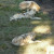 Gray Wolves ~ Teton Trek at the Memphis Zoo Gray Wolves ~ Teton Trek at the Memphis Zoo