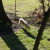 Gray Wolf ~ Teton Trek at the Memphis Zoo Gray Wolf ~ Teton Trek at the Memphis Zoo