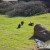 Grizzly Bears Photo by Sylvestermouse Grizzly Bears Photo by Sylvestermouse