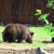 Grizzly Bear Photo by Sylvestermouse Grizzly Bear Photo by Sylvestermouse