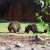 Grizzly Bears Photo by Sylvestermouse Grizzly Bears Photo by Sylvestermouse