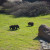 Grizzly Bears Photo by Sylvestermouse Grizzly Bears Photo by Sylvestermouse