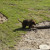 Grizzly Bear Photo by Sylvestermouse Grizzly Bear Photo by Sylvestermouse