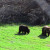 Grizzly Bears Photo by Sylvestermouse Grizzly Bears Photo by Sylvestermouse