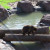 Grizzly Bear photo by Sylvestermouse Grizzly Bear photo by Sylvestermouse