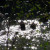 Cooling Off Grizzly Bears Photo by Sylvestermouse Cooling Off Grizzly Bears Photo by Sylvestermouse
