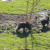 A Game of Grizzly Bear Chase Photo by Sylvestermouse A Game of Grizzly Bear Chase Photo by Sylvestermouse