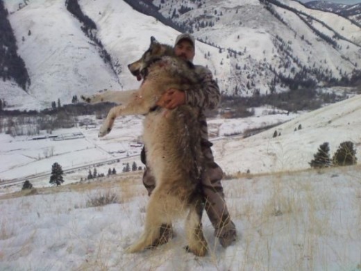 Giant Idaho Wolves