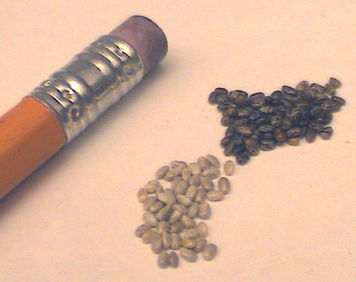 Black & White Chia Seeds & a pencil. See how big they are.