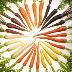 Carrots come in a wide variety of colours