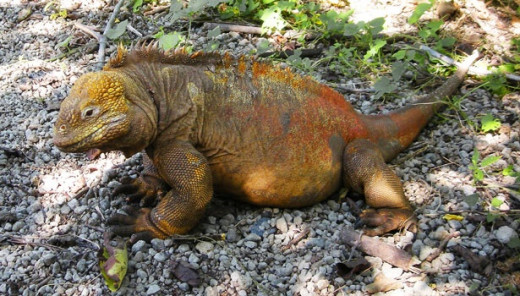 Colorful Iguana as a pet