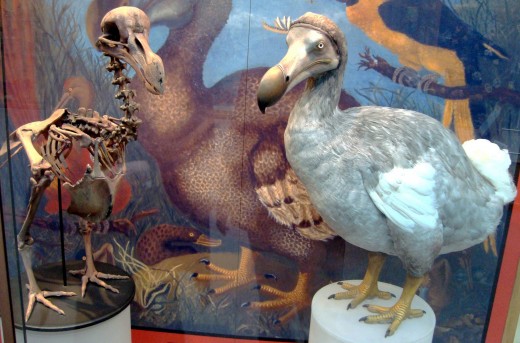 Oxford University Museum of Natural History, taken by BazzaDaRambler, uploaded by FunkMonk. Creative Commons Attribution 2.0 Generic licence